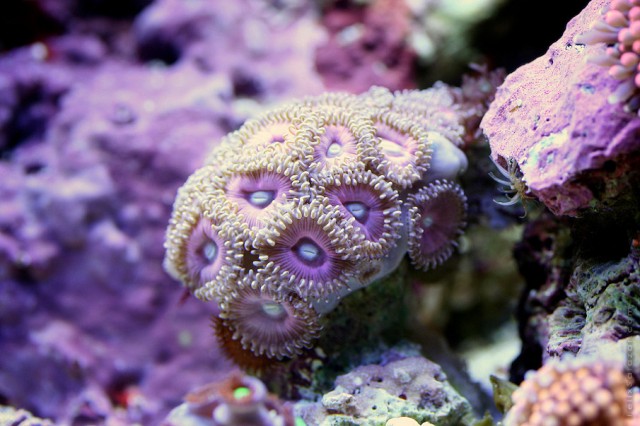 Alien Coral Reef