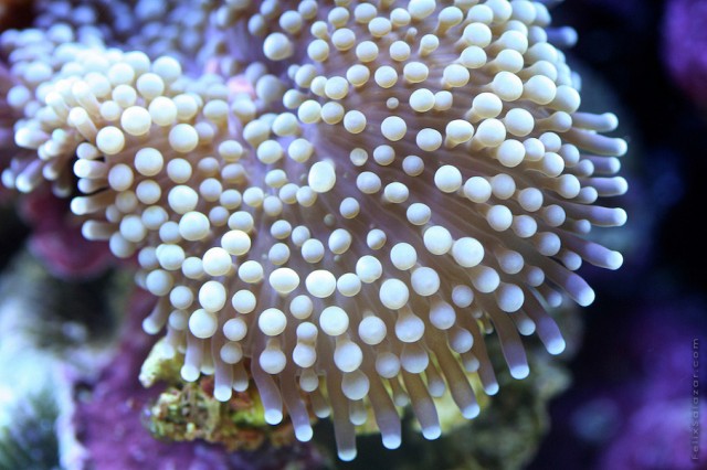 Alien Coral