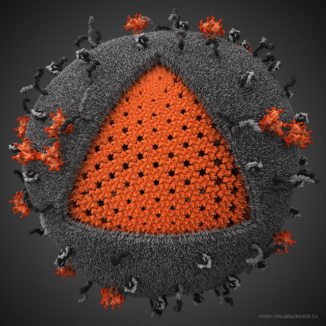human-immunodeficiency-virus-HIV-2