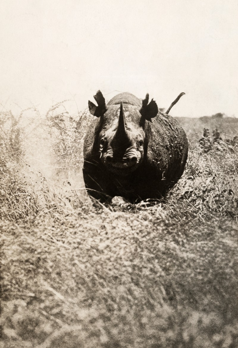 Charging Rhinoceros - 1910