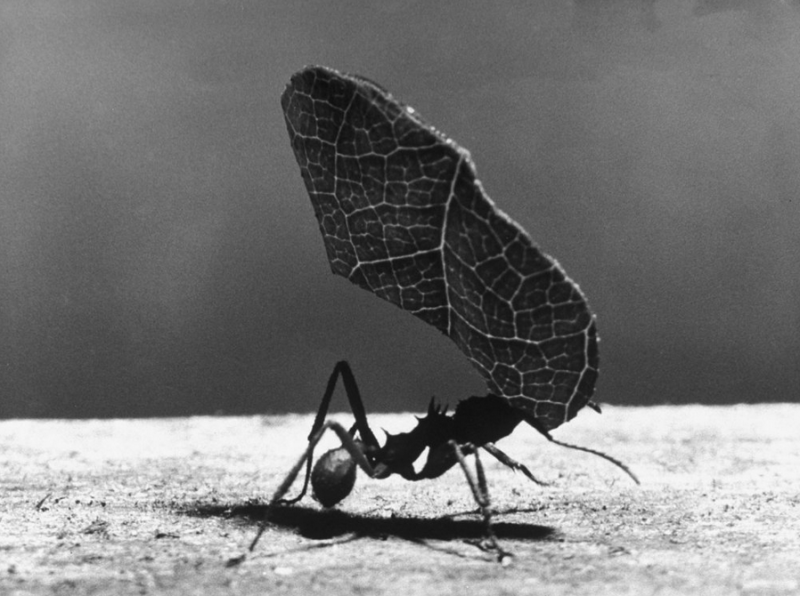 Leaf-Cutter Ant Fritz Goro