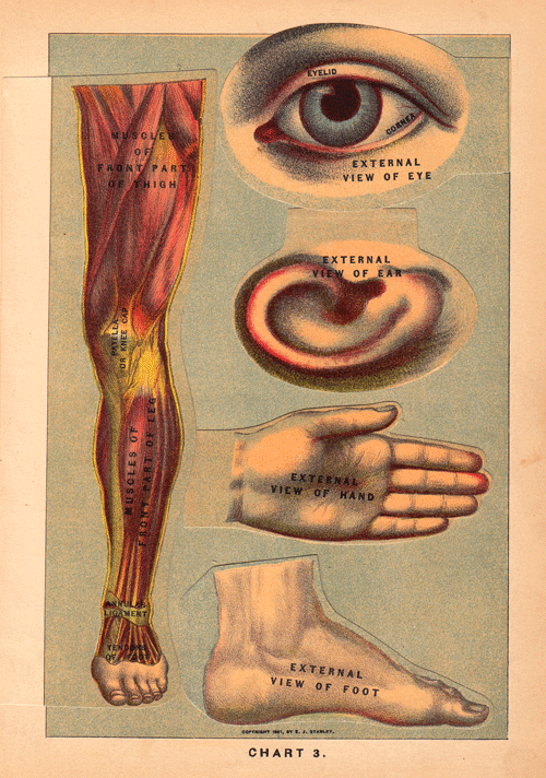 Anatomical Illustrations from 1901 - RobotSpaceBrain