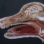 New Paper Anatomy from Lisa Nilsson