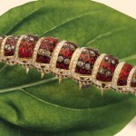 The Ethiopian Caterpillar