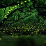 Fireflies in the Forests of Nagoya City by Yume Cyan