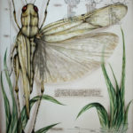 Entomology by Paula Duță