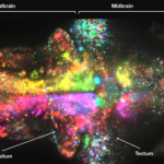 80,000 Neurons Firing in the Brain of a Zebrafish