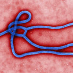 Pathogenesis of the Ebola Virus