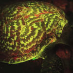 Bioluminescent Hawksbill Sea Turtle